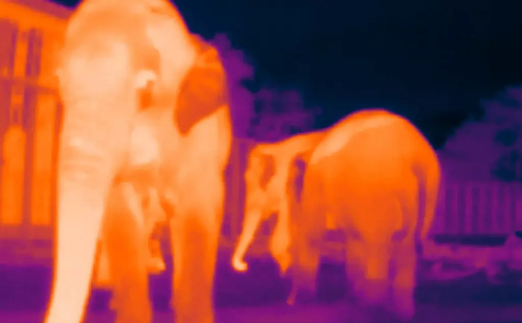 Asian elephant thermal imaging photo of three elephants at Whipsnade Zoo, being developed for elephant conservation in the field. 