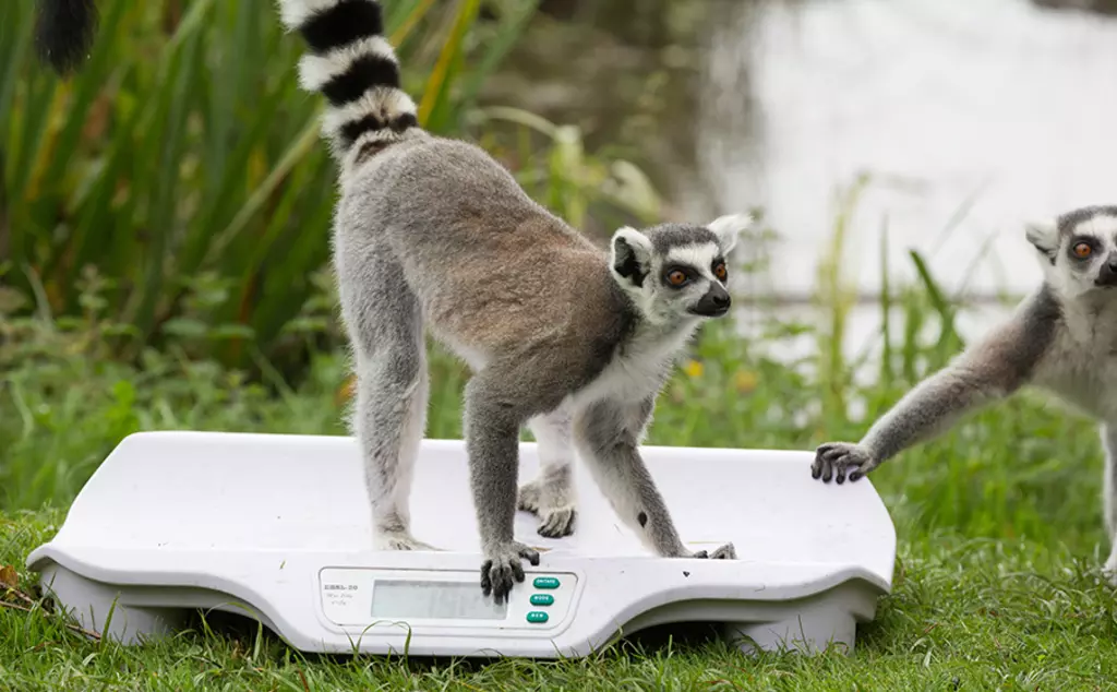 Ring-tailed lemur at annual weigh-in