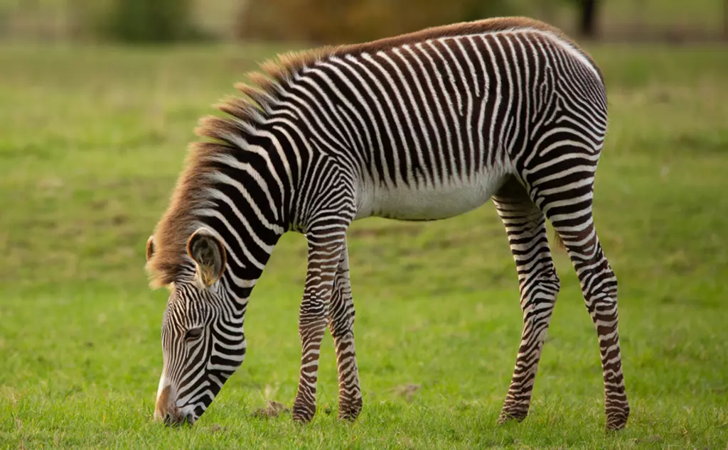 Grevy's zebra at Whipsnade Zoo grazing