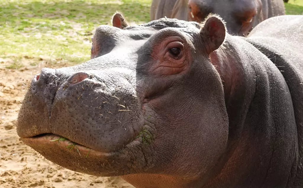 Common hippo Hordor at Whipsnade Zoo