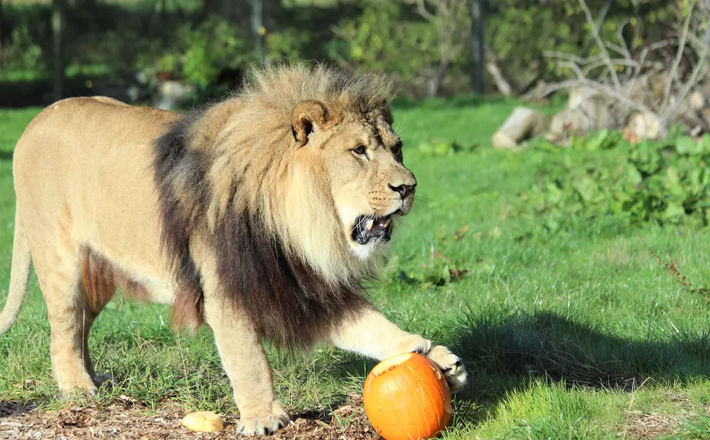 Khari the African lion plays with pumpkins at Whipsnade Zoo