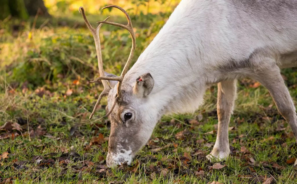 Reindeer grazing at Whipsnade Zoo