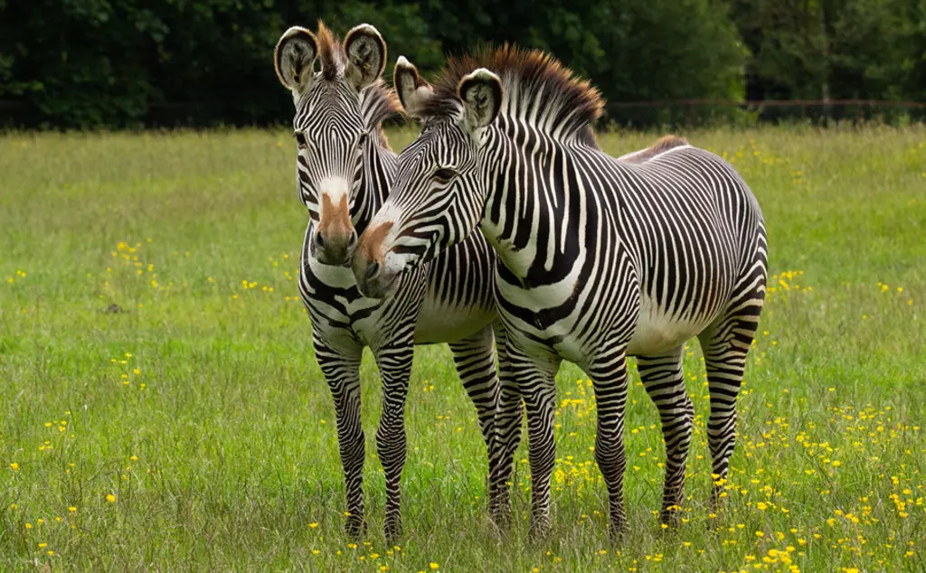 Two Grevy's zebra at Whipsnade Zoo field