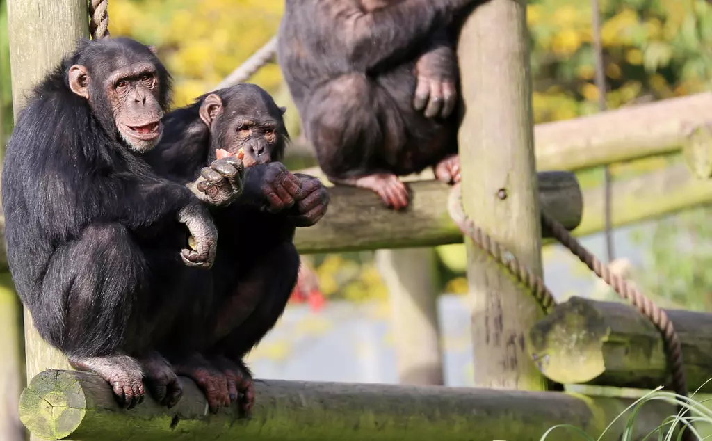 Three chimps on their climbing frame at Whipsnade zoo
