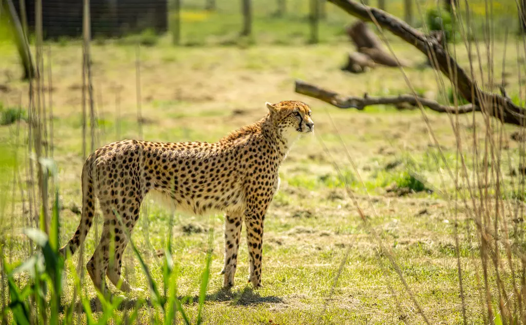 A cheetah stands behind long grass at Whipsnade Zoo