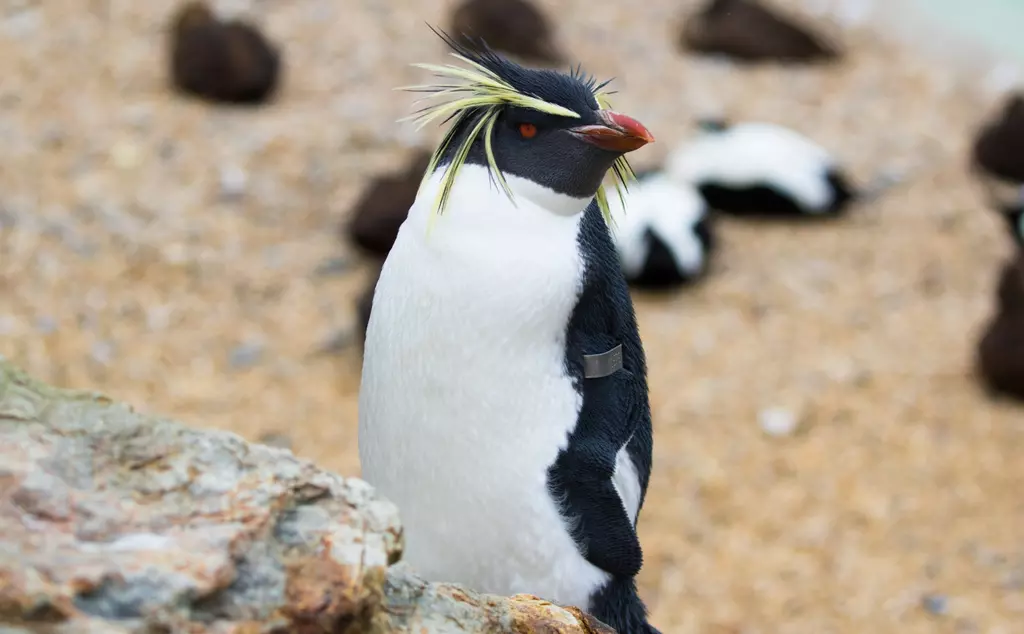 Ricky the rockhopper penguin at Whipsnade Zoo