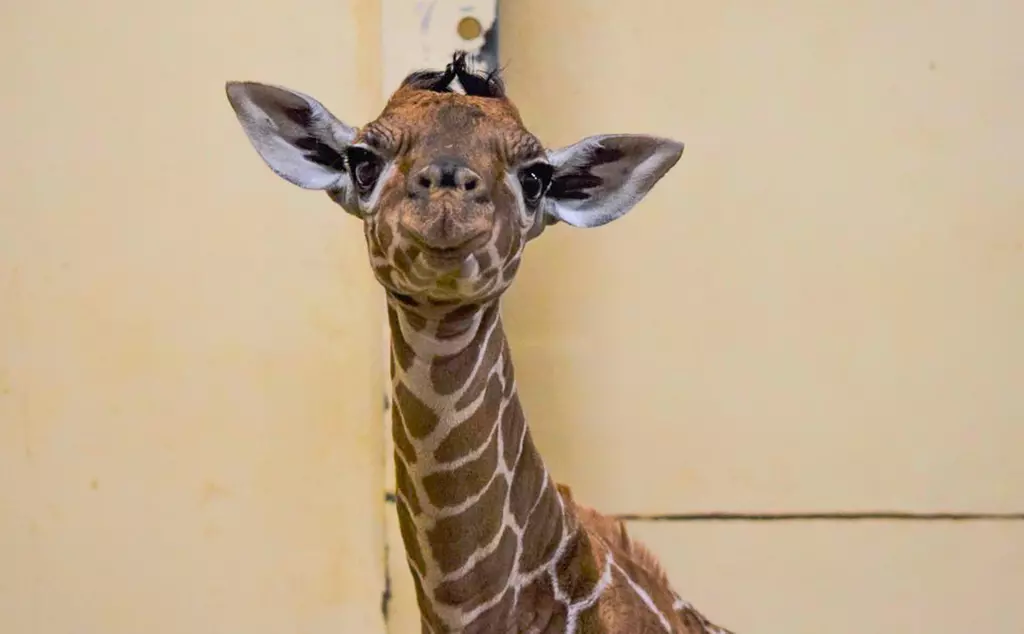 Baby giraffe at Whipsnade Zoo