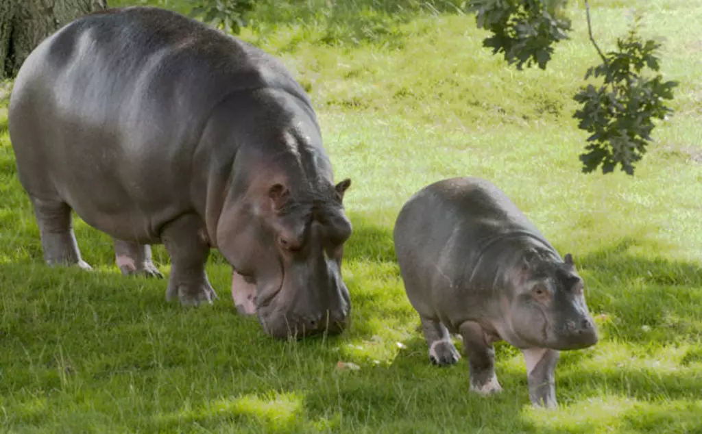 Hordor the common hippo baby with mum Lola walking along grass at Whipsnade Zoo