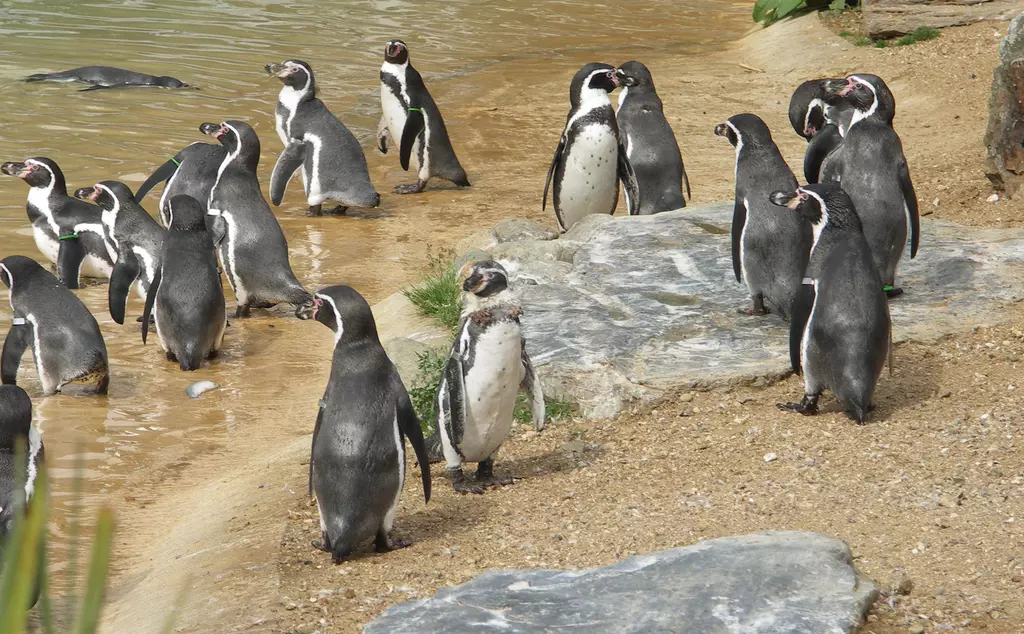 African penguin colony at Whipsnade Zoo