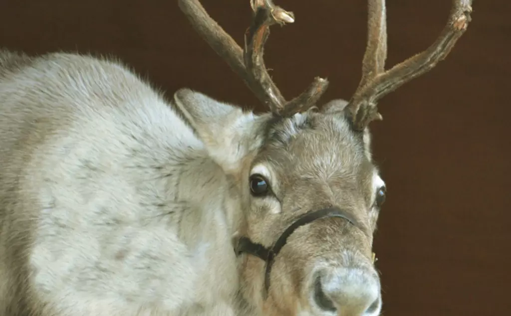 Reindeer with antlers at the Zoo
