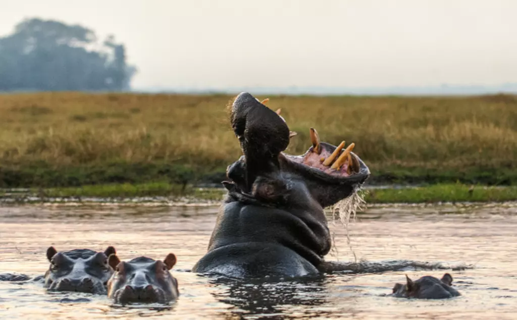Common hippo yawning in a river in the wild