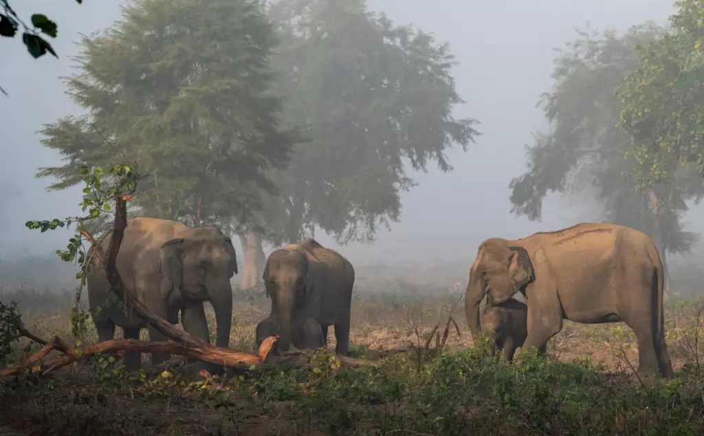 Asian elephants in a forest in India