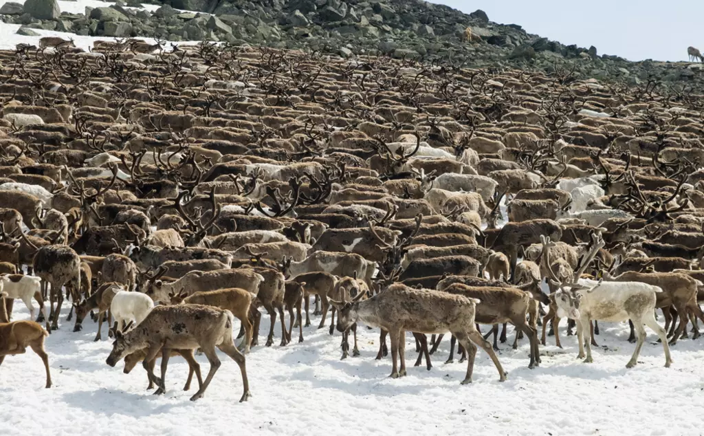 Reindeer herd in the snow