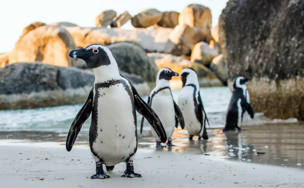 African penguin on a sandy beach in Cape Town South Africa