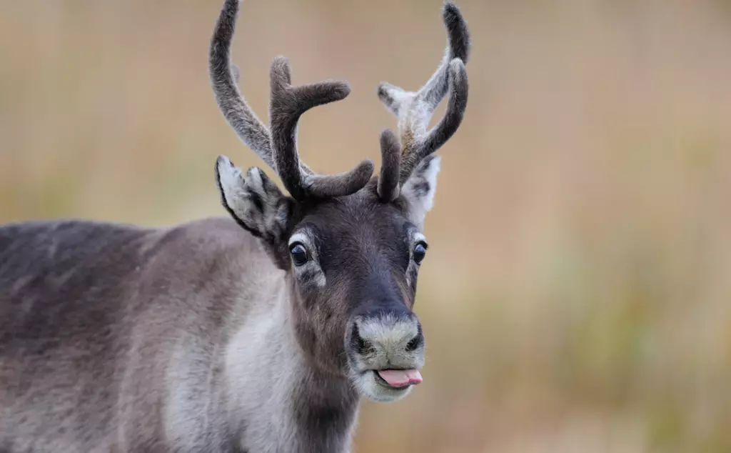Reindeer with furry antlers and tongue out