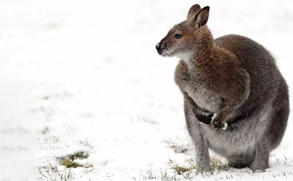 Wallaby | Whipsnade Zoo