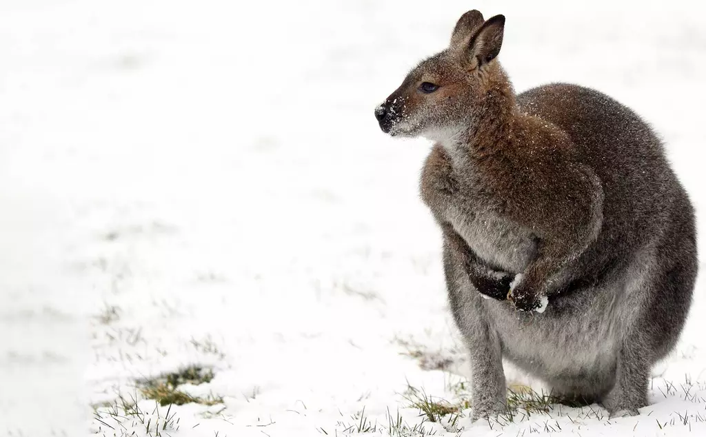 Wallaby in the snow at Whipsnade Zoo