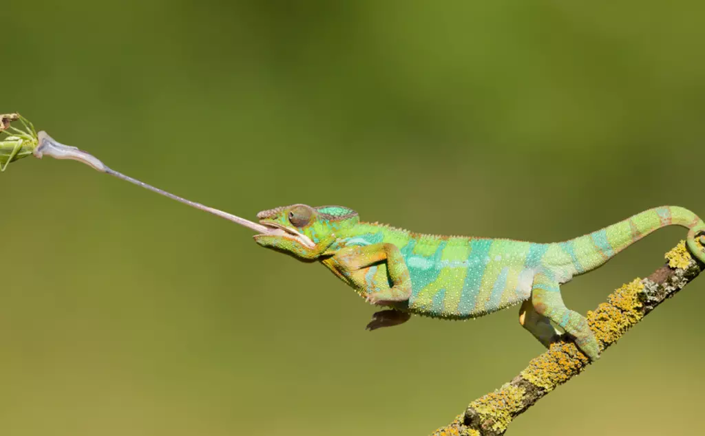 Panther chameleon shooting tongue to capture insect prey