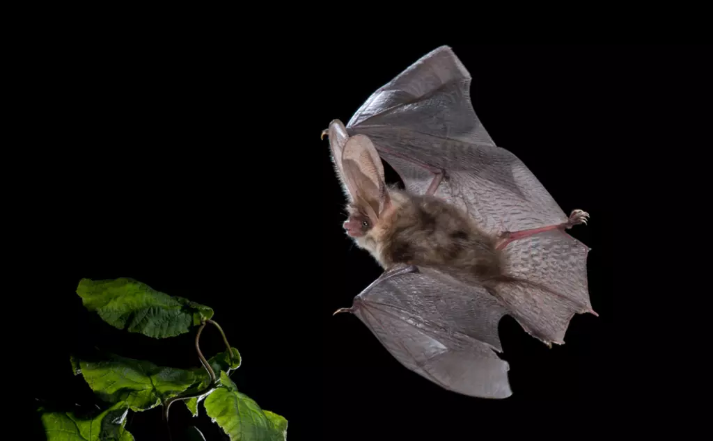brown long-eared bat flying