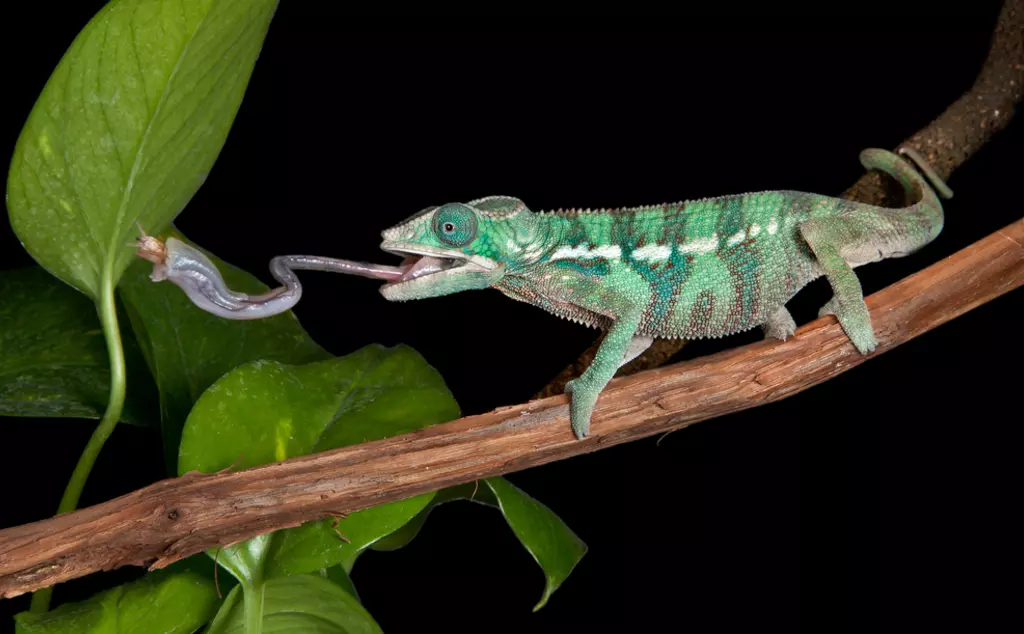 Panther chameleon capturing insect with long tongue 