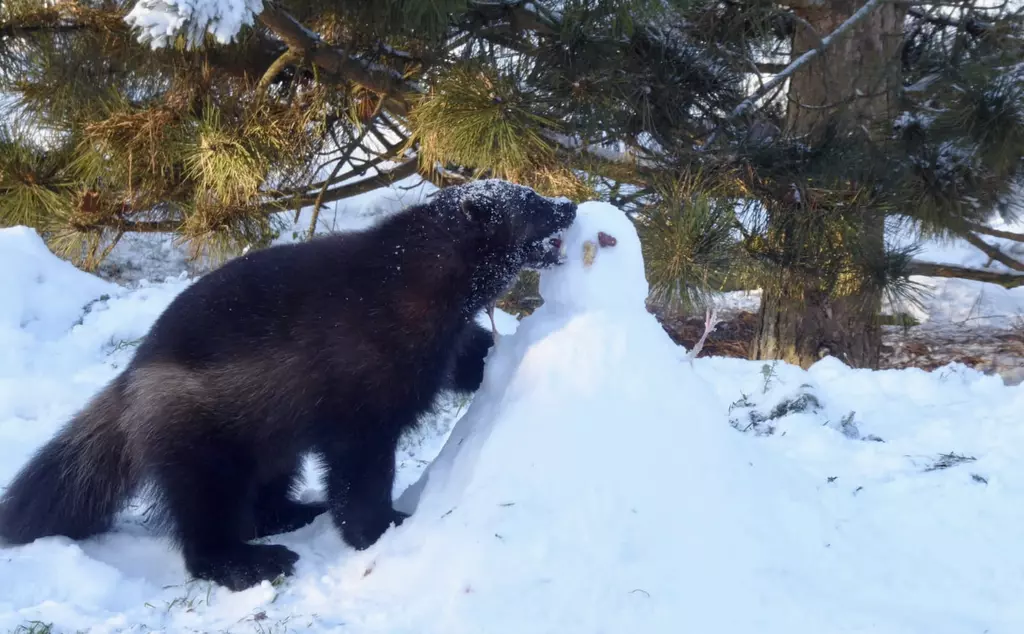 A wolverine explores a snowman at Whipsnade Zoo