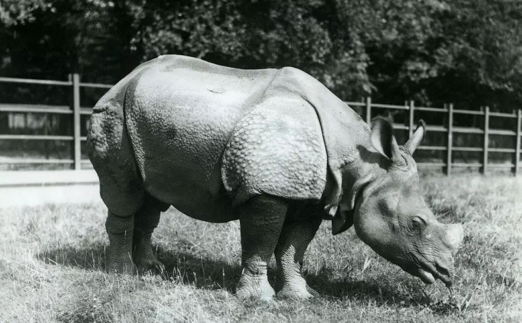 An Indian Rhinoceros eating leaves in a paddock at Whipsnade in August 1936. 