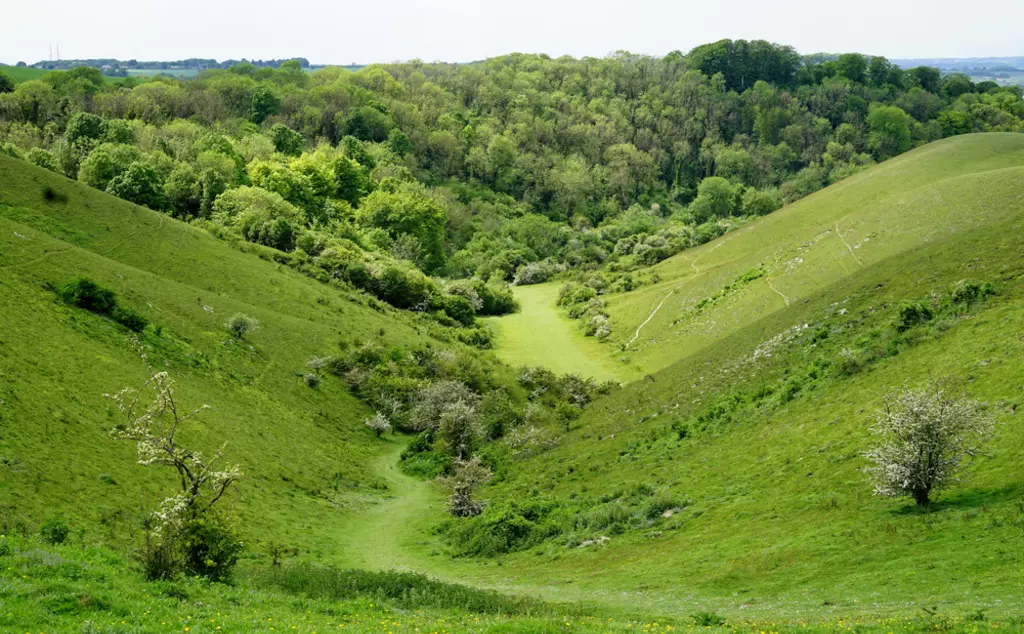 Barton Hills National Nature Reserve in Bedfordshire 