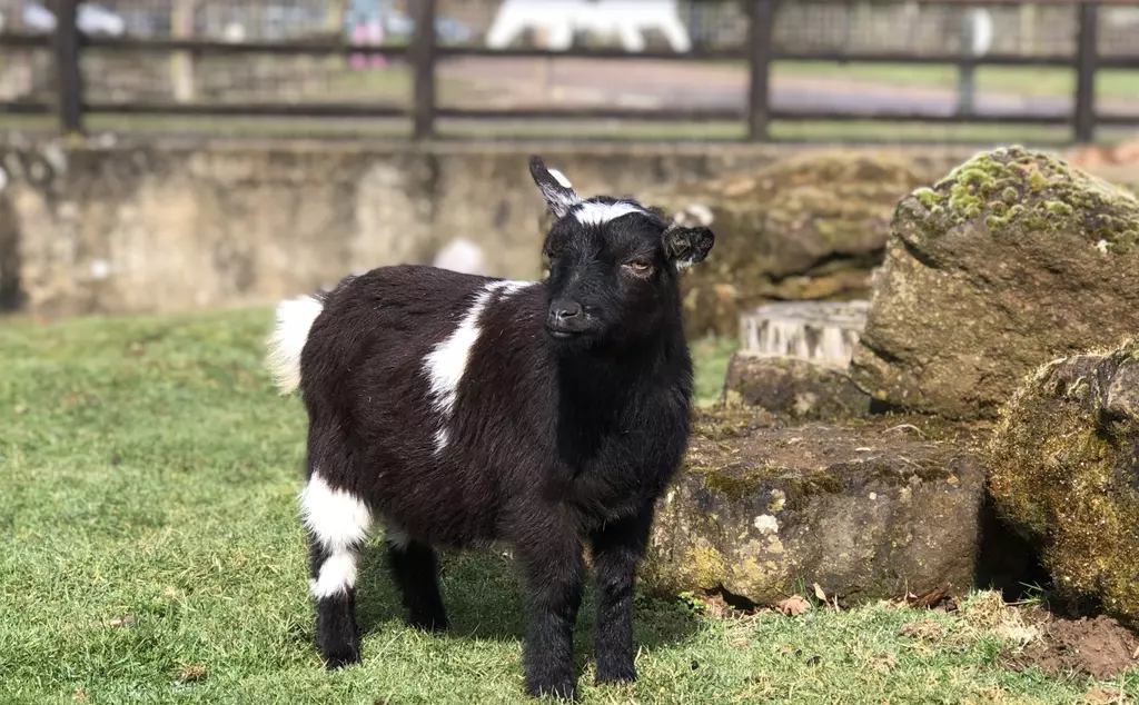 Jasmine the pygmy goat at Whipsnade Zoo