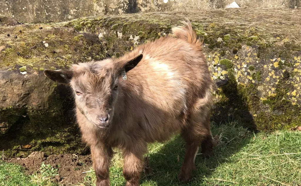 Nala the pygmy goat at Whipsnade Zoo