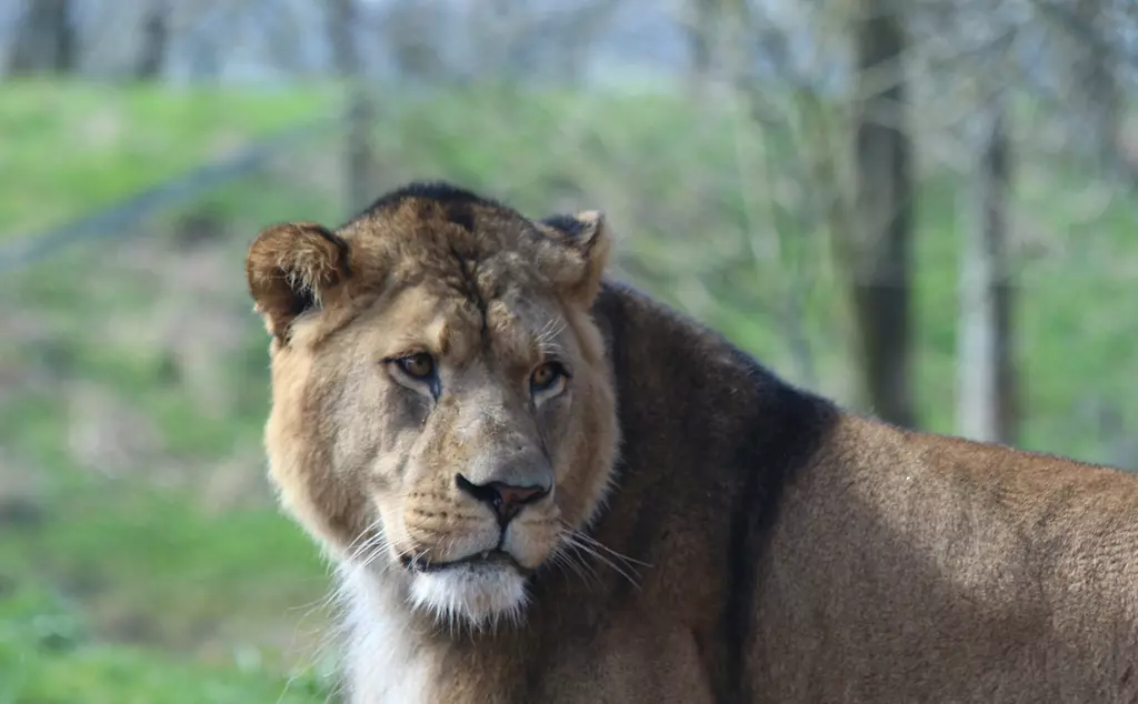 African Lion Khari at Whipsnade Zoo