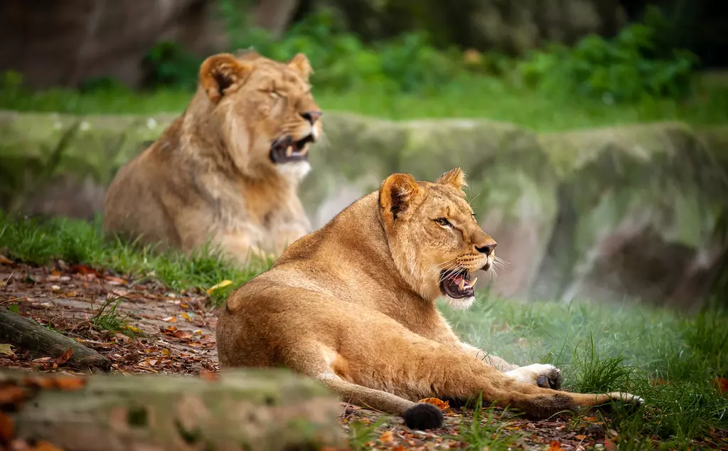 African lions Waka and mum Tasa at Antwerp Zoo