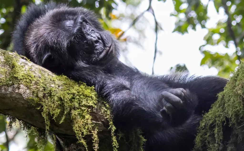 Sleeping chimpanzee 