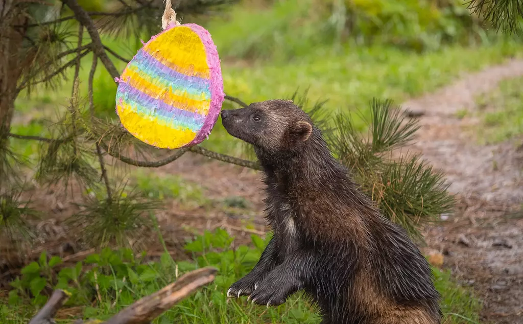 A wolverine with an Easter egg pinata at Whipsnade Zoo