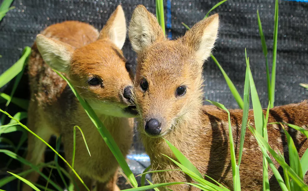 Two Chinese water deer at Whipsnade Zoo