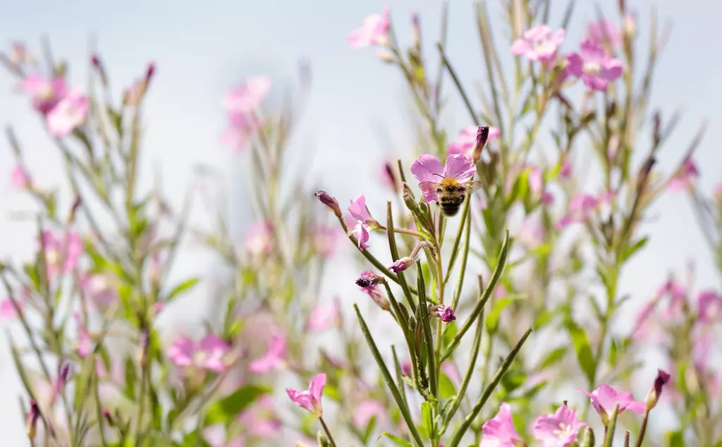 A bee on a pink flower