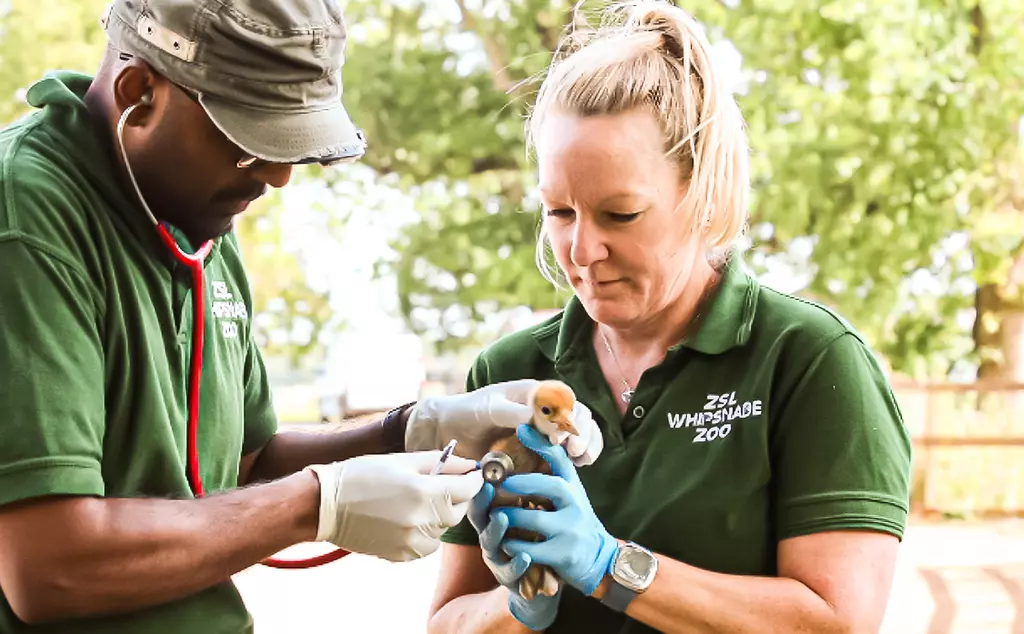 A red-crowned crane chick is checked over by two vets