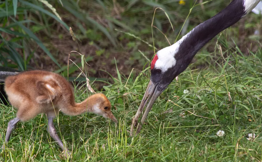 A red crowned crane chick, with mother Blossom searching for food at Whipsnade Zoo