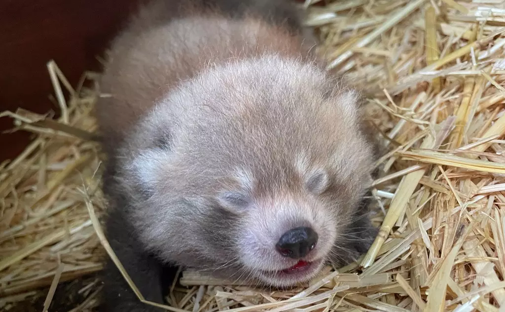 Endangered red panda cub snuggled in straw in its nest box