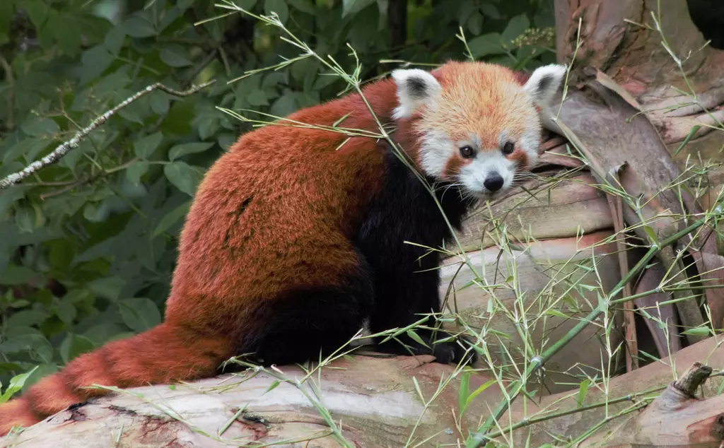 Ruby the red panda at Whipsnade Zoo