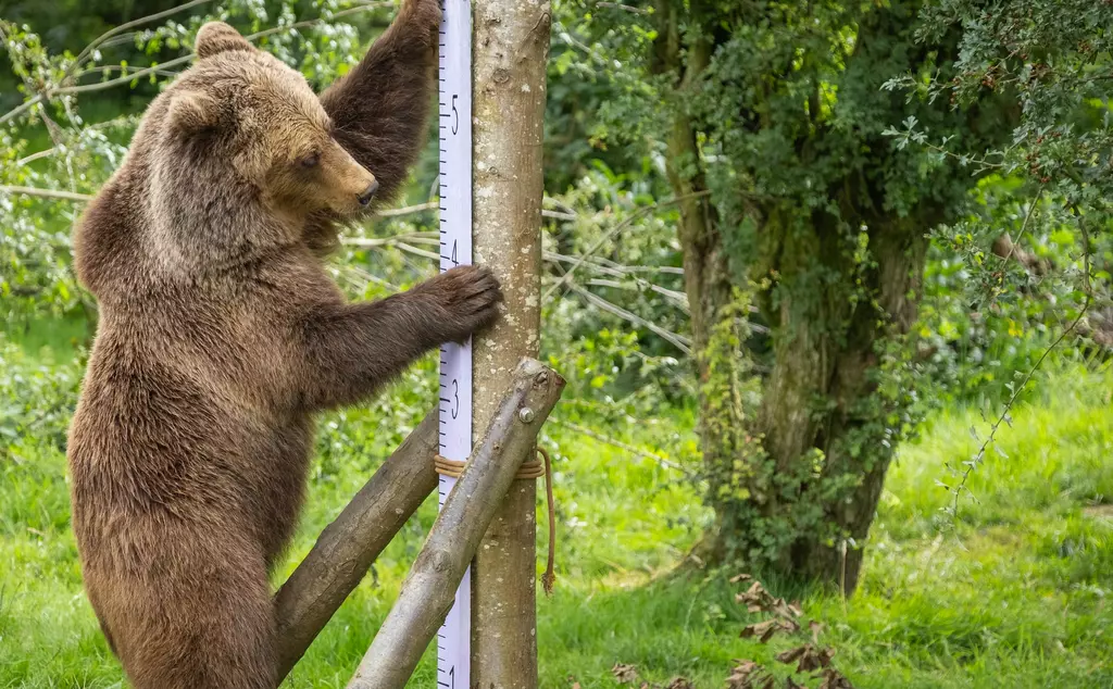 European Brown Bears measuring up for the Annual Weigh in at Whipsnade Zoo