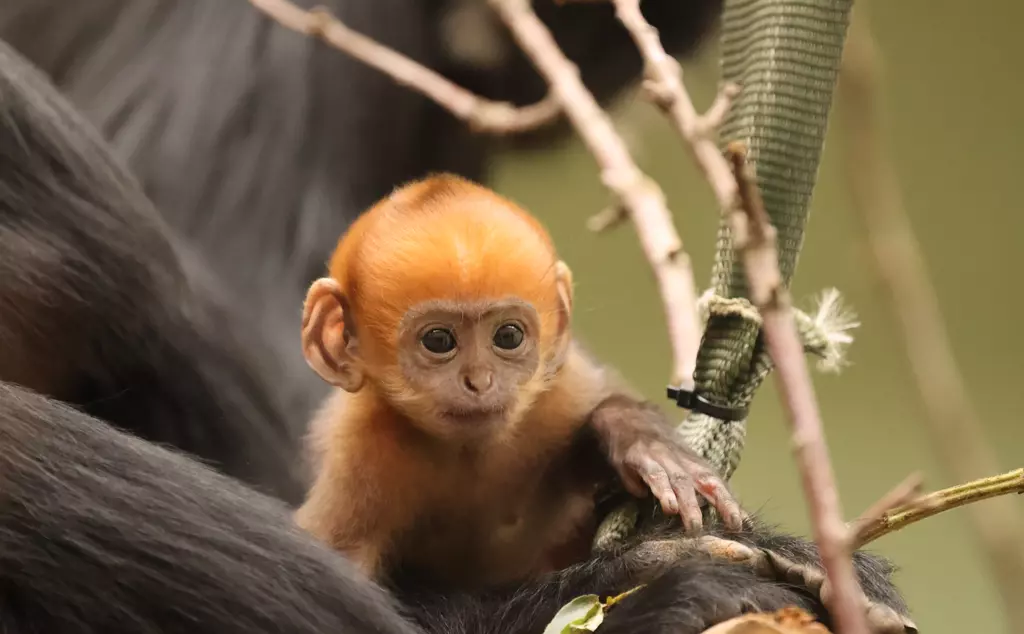 Francois langur reaches for branch while in Mum's arms