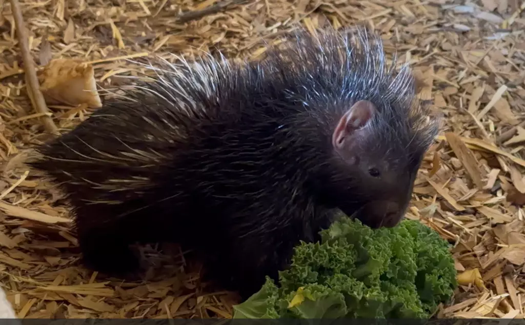 Baby porcupine eating vegetables on a bed of hay