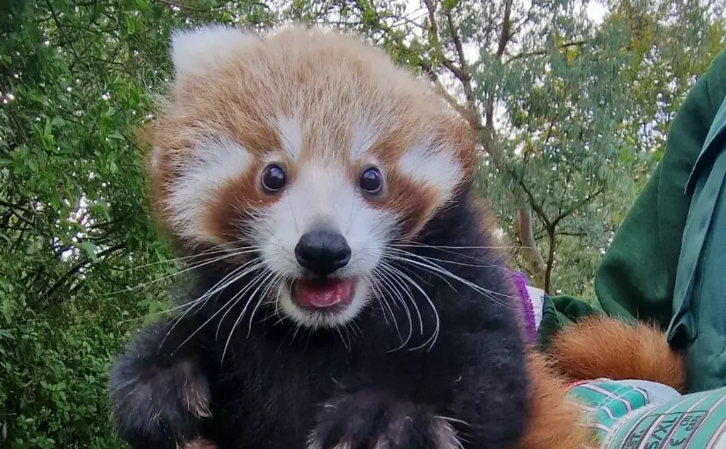 Endangered red panda cub Alex has a vet check at Whipsnade Zoo