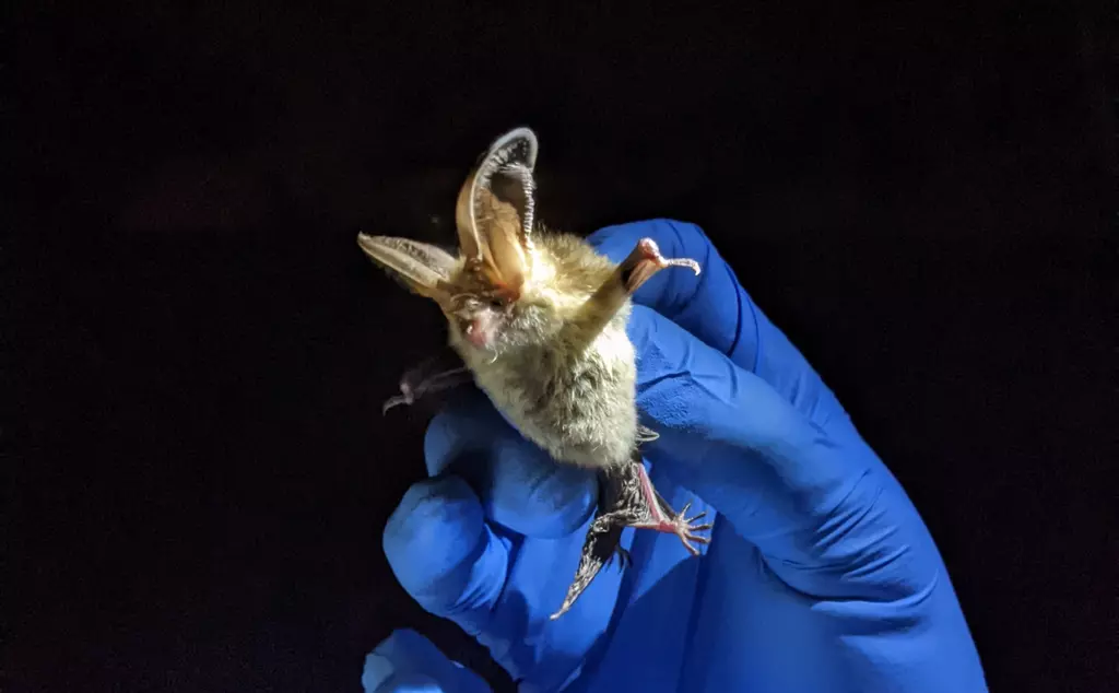 Small circular body with large ears. The bat is held by a gloved hand