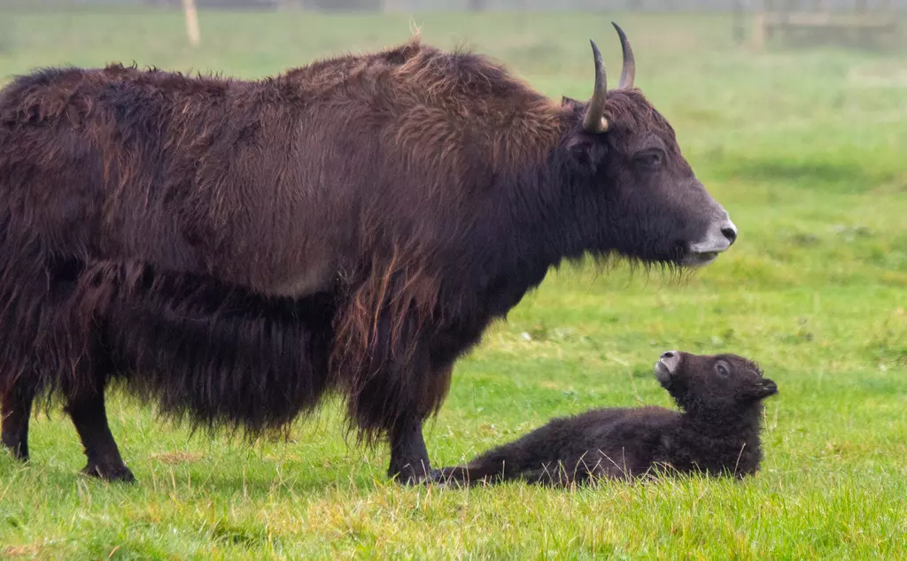 Baby yak turns head to look up at mother, while lying in the grass
