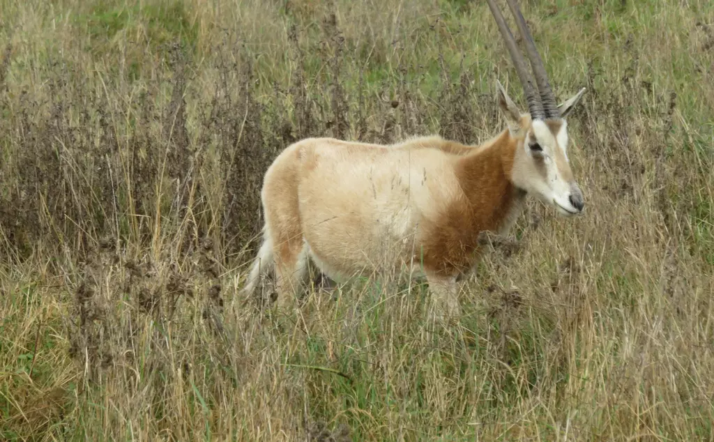 Scimitar horned oryx with large horns walks through long grass