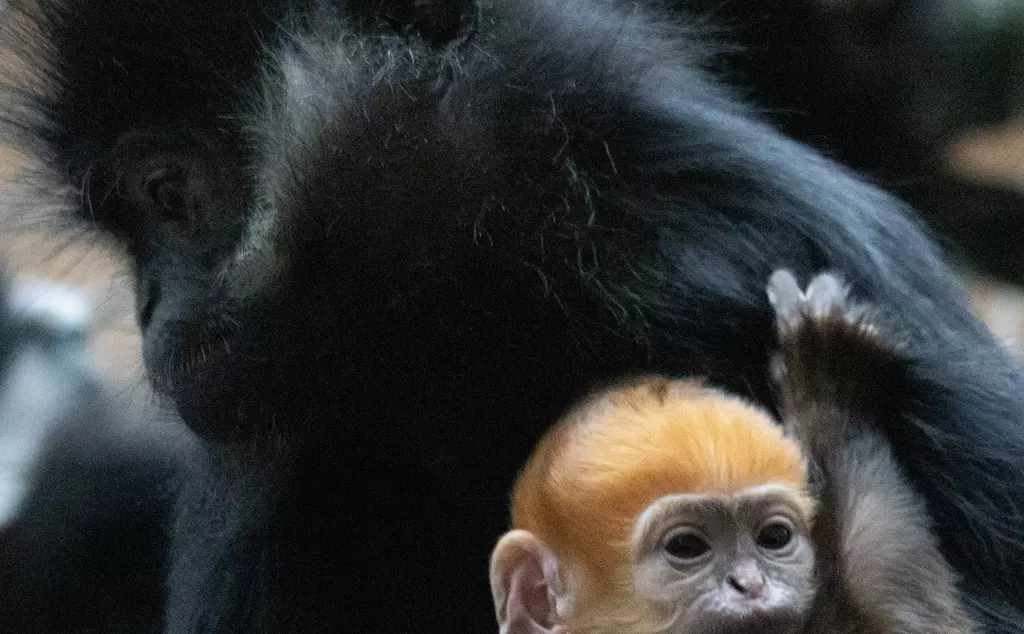 Baby monkey clings onto Mum