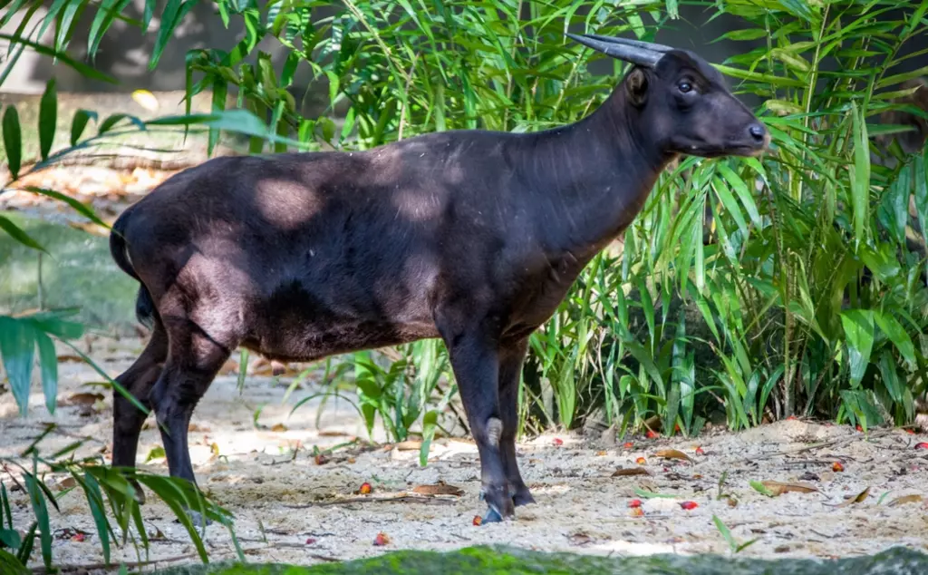 Lowland anoa, smallest cattle species and a dwarf buffalo 