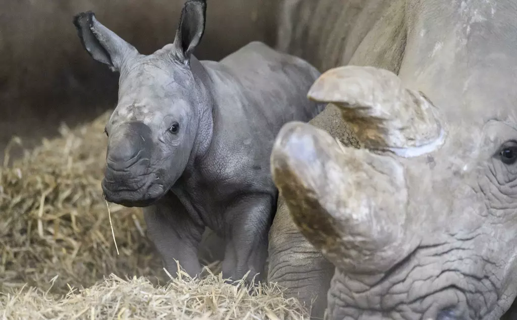 Baby rhino lying next to Mother and her horn