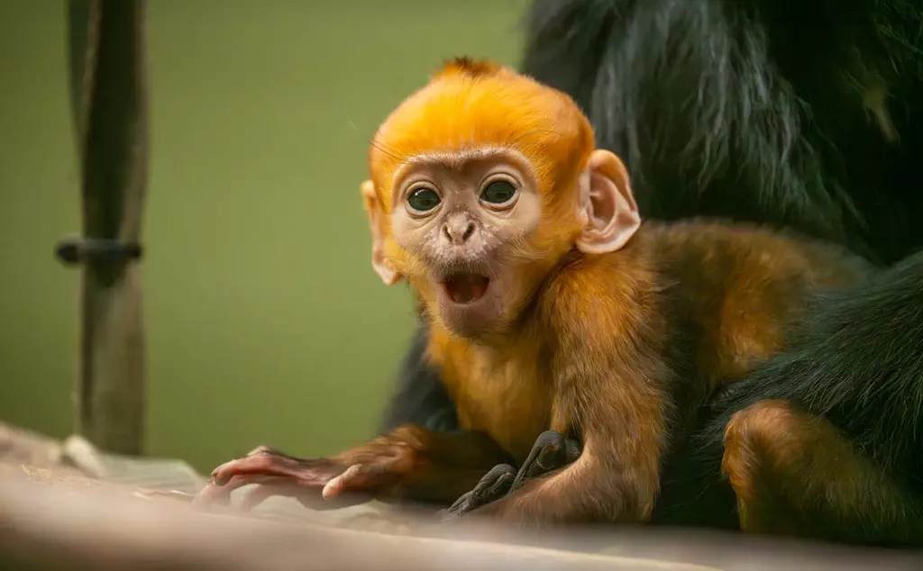 Baby francois langur at Whipsnade Zoo